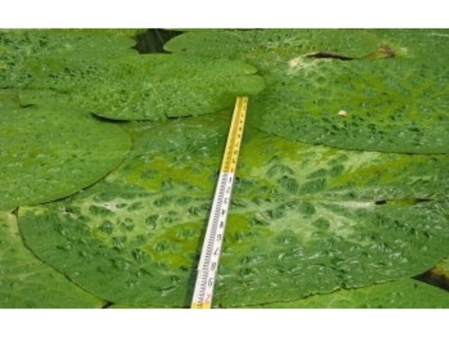 �I��r�̃I�j�o�X