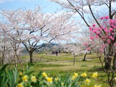 �����R�̍��̎ʐ^1