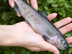 ツリーピクニックアドベンチャーいけだの写真1