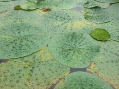 蟹喰池のオニバスの写真1