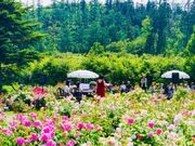 ���g���[�Y�K�[�f���̎ʐ^2