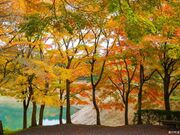 ���c�R���R�����̎ʐ^2