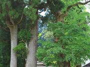 ���R�_�Ђ̎ʐ^3