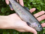 �V�r�T�h�̎ʐ^4