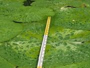 �I��r�̃I�j�o�X�̎ʐ^4