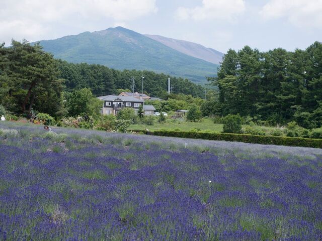 ���n�[�x�X�g�_��̎ʐ^1