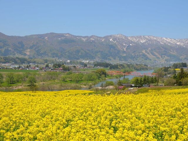 �؂̉Ԍ����̍؂̉Ԃ̎ʐ^1