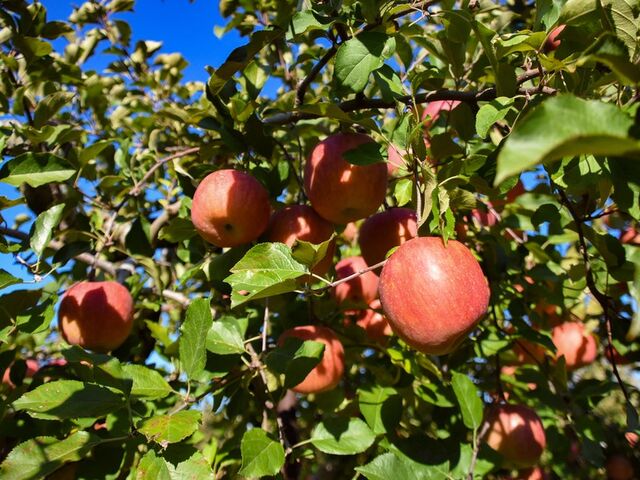 ����_���̎ʐ^1