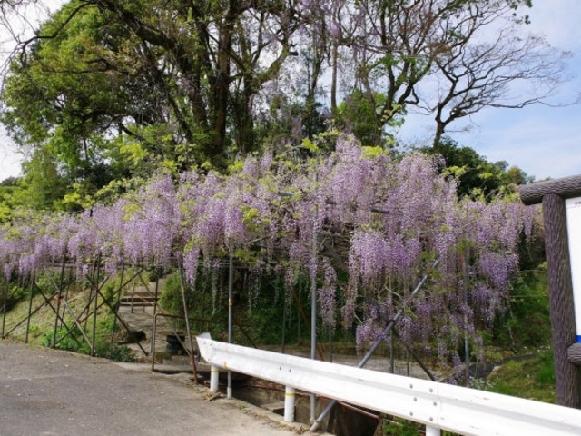 �؏�̃t�W�m�L�̎ʐ^1