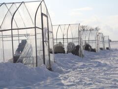 わかさぎ釣り体験の写真1