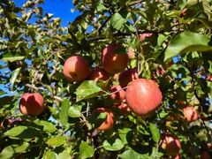 ����_���̎ʐ^