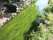 ����s���S�s�X�n�̂����炬�ɍ炭�~�ԑ��̎ʐ^2