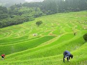 ��R�疇�c�̎ʐ^3