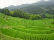 ��R�疇�c�̎ʐ^2