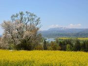 �؂̉Ԍ����̍؂̉Ԃ̎ʐ^2