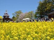 �؂̉Ԍ����̍؂̉Ԃ̎ʐ^3