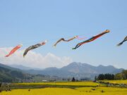 �؂̉Ԍ����̍؂̉Ԃ̎ʐ^4