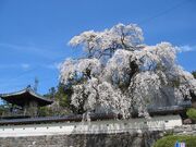 �������̎ʐ^2