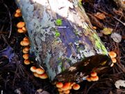 �����莩�R�w�Z�̎ʐ^3