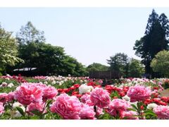 ��Â��葺�@��䇋��@䉖�܂�̎ʐ^1