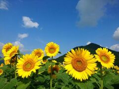 �ዷ���l�@�b�̂Ђ܂�蔨�̎ʐ^1