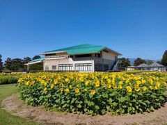 �n��̌��t�F�X�e�B�o���̎ʐ^1