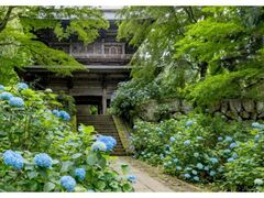 �הJ���̃A�W�T�C�̎ʐ^1