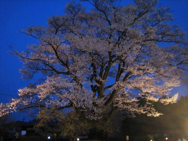 【安富桜】アクセス・営業時間・料金情報 - じゃらんnet