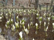 Ђ݂̂ǂΐmԌ̓eʐ^1