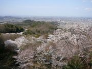 太平山の桜 アクセス 営業時間 料金情報 じゃらんnet