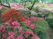 �J�C�G������̐��������̃c�c�W�̓��e�ʐ^1