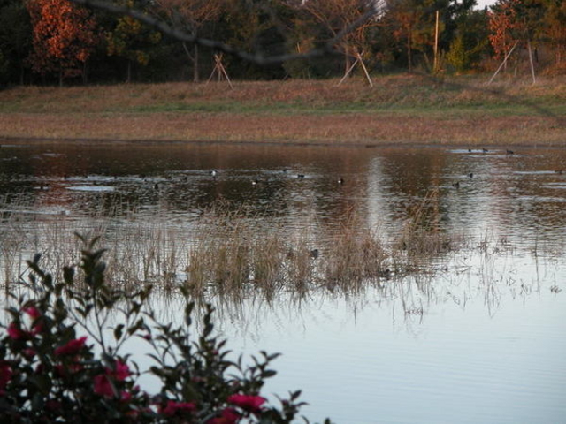 �C���o�[�h�p�[�N�^�x�R�V�`�ՊC�쒹��