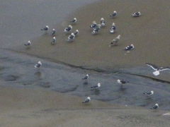 �f�t�m�a�n������̓��̐쉷��ւ̓��e�ʐ^1