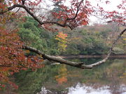 ĂĂ񂳂̔_̒r̓eʐ^1