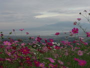 ĂĂ񂳂̔ؕ􍂌̓eʐ^1