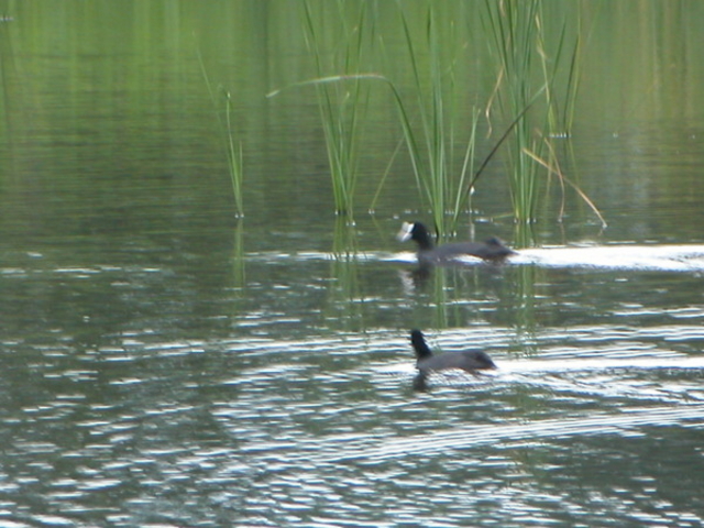 �C���o�[�h�p�[�N�i�x�R�V�`�ՊC�쒹���j