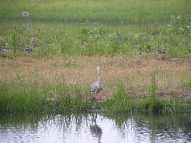 �C���o�[�h�p�[�N�i�x�R�V�`�ՊC�쒹���j