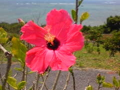 �ʎ��W�]��̎ʐ^1