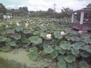 L݁[̕ꂳ񂳂̕r̓eʐ^1