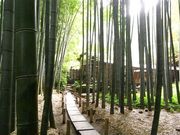 ł̕񍑎̒|т̓eʐ^1