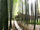 おでかけずきさんの報国寺の竹林の投稿写真1