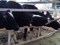 �W�H���q��̎ʐ^1