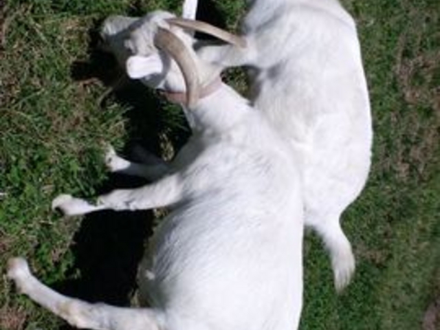 ��t���@���_�̂���