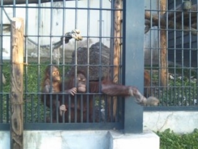 ���R������