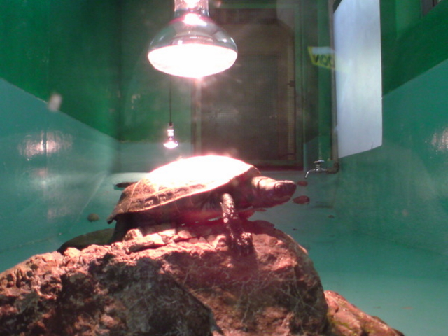 ���тЂ듮����