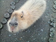 낤̃Aj}_[]Eg s̍̓eʐ^1