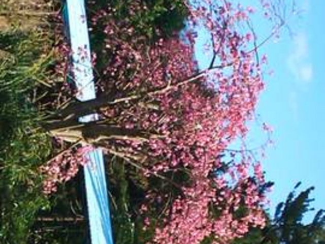 �l�I�p�[�N�I�L�i��