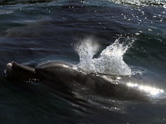 CJEHb`Oỉw VsCJZ^[j̎ʐ^1