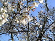 ς񂳂̌DRy̍̓eʐ^1