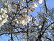 あやぱんさんの御船山楽園の桜への投稿写真3